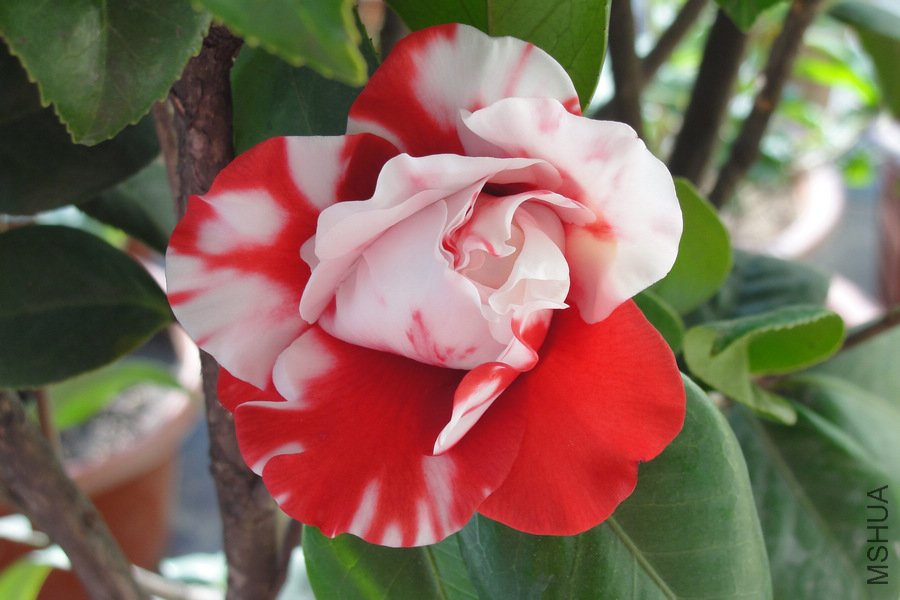 DSC05352-1.jpg