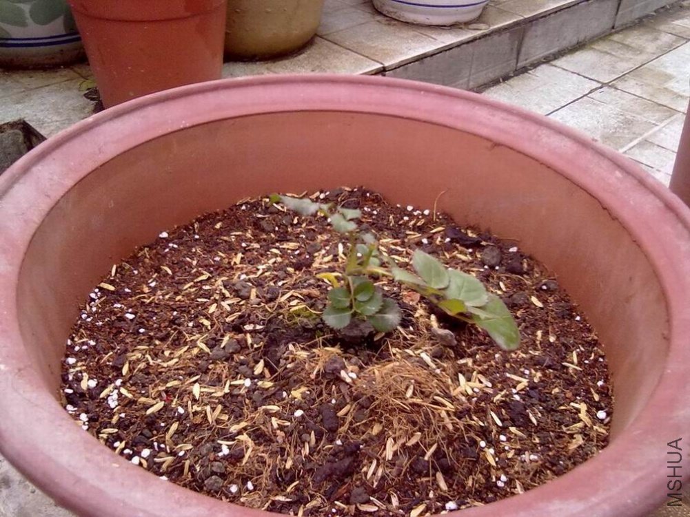 20100425109.jpg