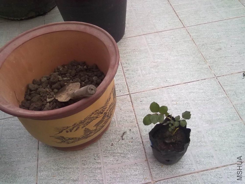 20100424102.jpg