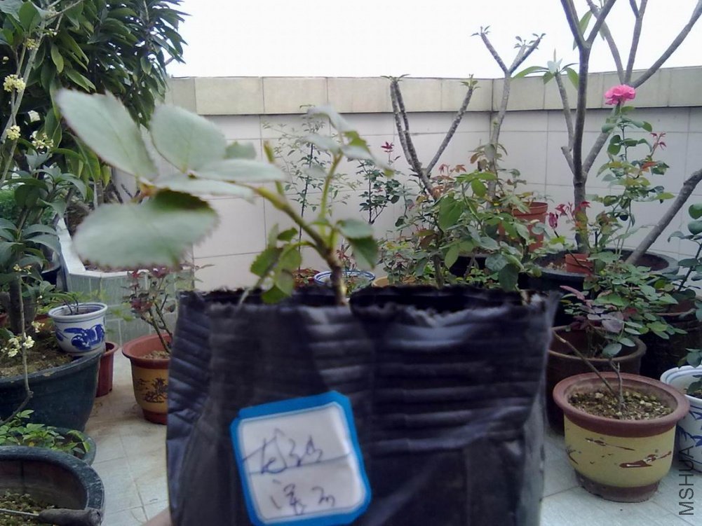 20100424101.jpg