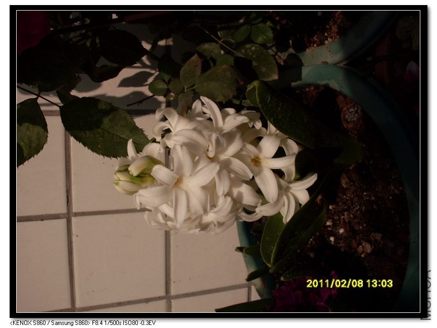 SDC16948_nEO_IMG.jpg