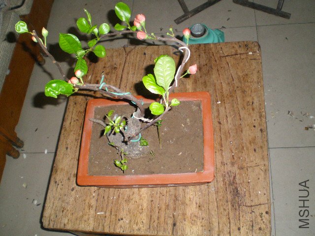 ���Ժ��ǽ���ľ�