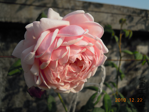 DSCN0078.png