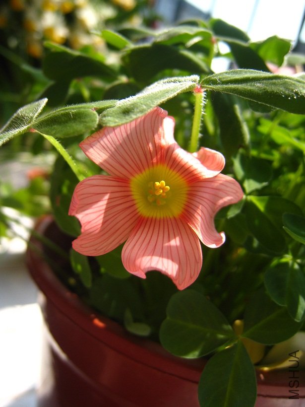 IMG_4482 - ����.JPG