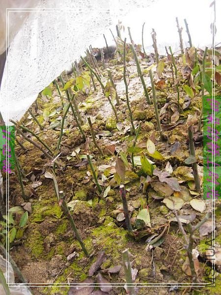 nEO_IMG_��Ƭ 003.jpg