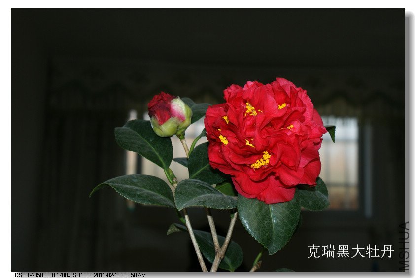 DSC068980.jpg