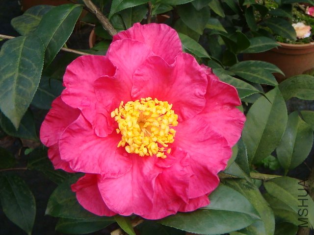 �ػ͌���;녲�޴��ͻ�