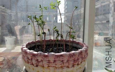 ����Ҷ��һֱûչ��