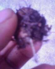 IMG0325A.jpg