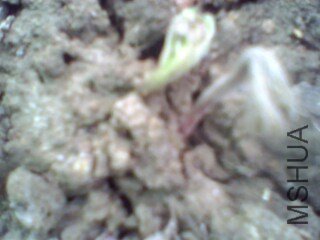 IMG0332A.jpg