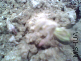 IMG0331A.jpg