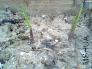 IMG0333A.jpg