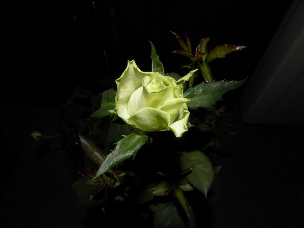 Table_DSCN4875.jpg