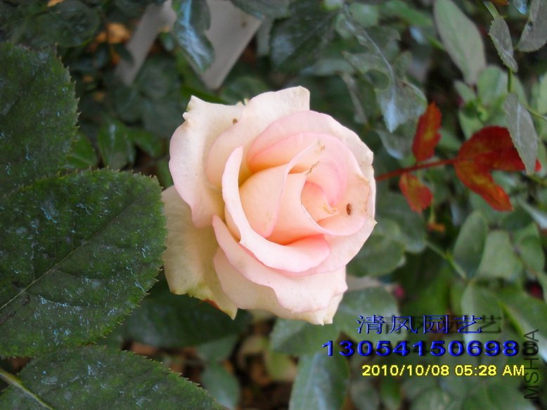 ��˹����� (1).jpg