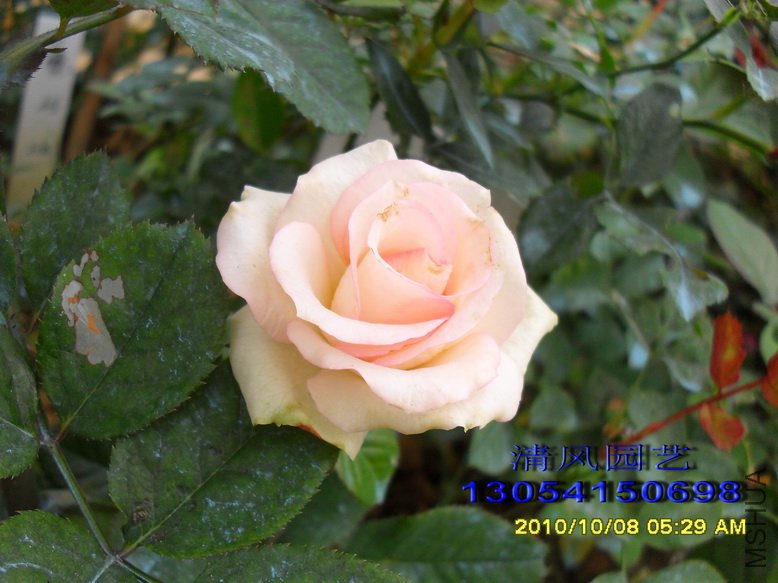 ��˹����� (2).jpg