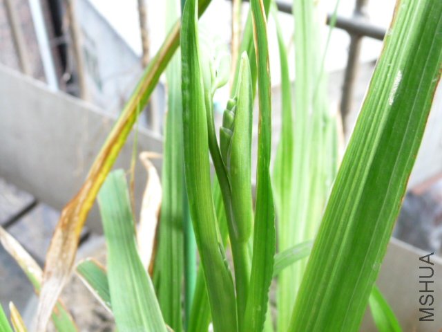 P1090219.JPG