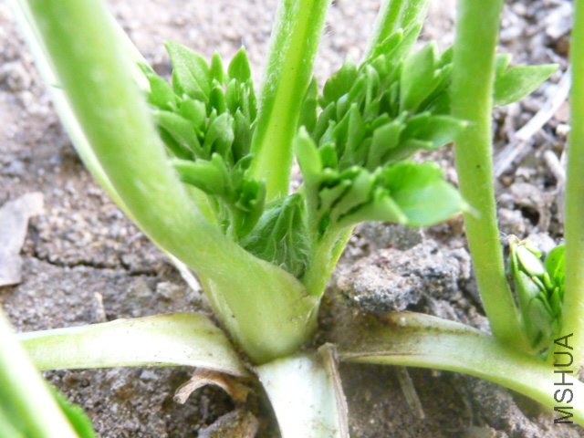 P1090230.JPG