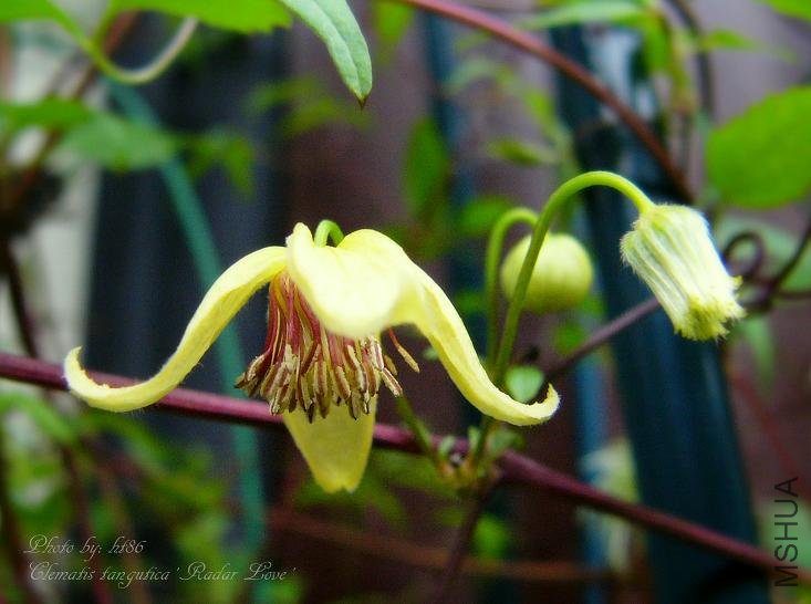 Clematis tangutica Radar Love5.jpg