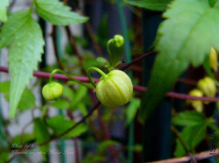 Clematis tangutica Radar Love1.jpg