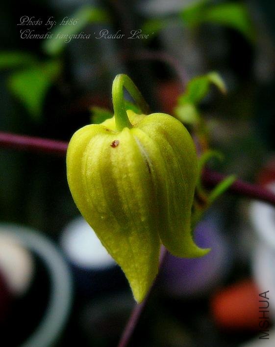 Clematis tangutica Radar Love3.jpg