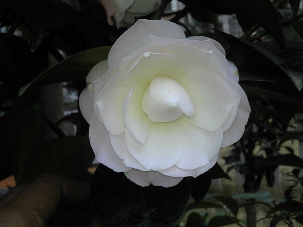 C360_2011-02-11 13-05-29_org.jpg