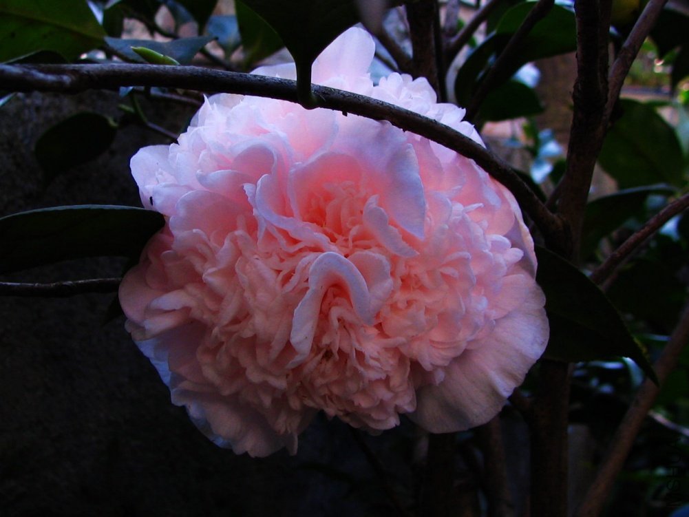 ��Ƭ��������.����.����.�軨�� 002+1.jpg