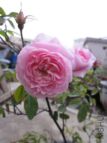 ��Ƭ1 1282.jpg