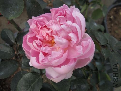 ��Ƭ1 1206.jpg