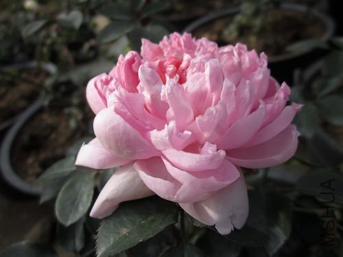 ��Ƭ1 1218.jpg