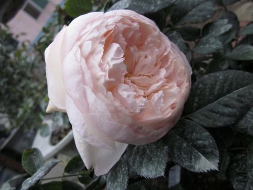 ��Ƭ1 1256.jpg