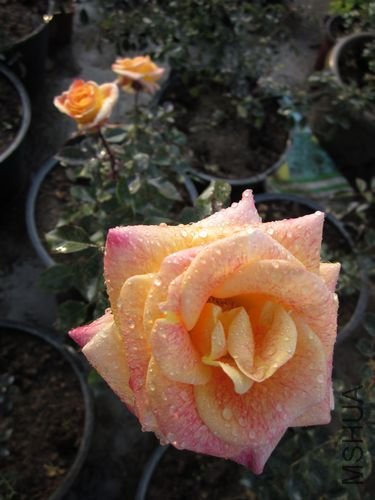��Ƭ1 1225.jpg