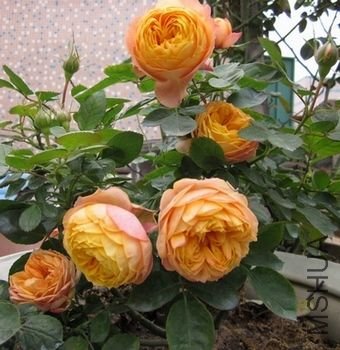 ��Ƭ1 1035.jpg