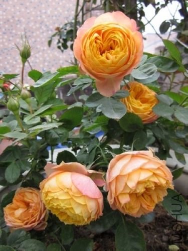 ��Ƭ1 1037.jpg