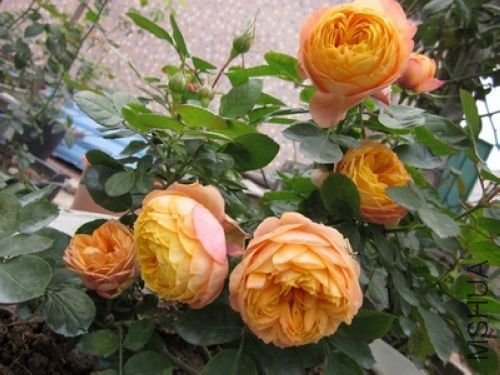 ��Ƭ1 1036.jpg