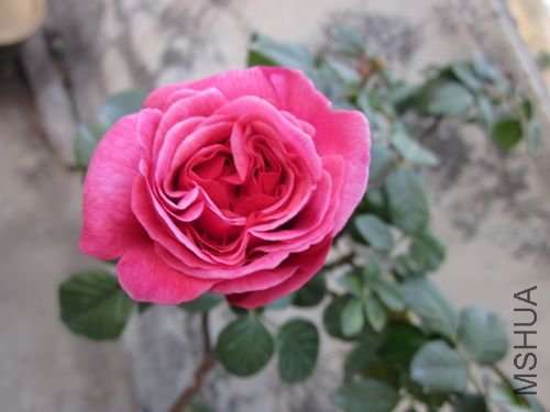 ��Ƭ1 1202.jpg