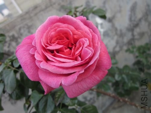 ��Ƭ1 1215.jpg