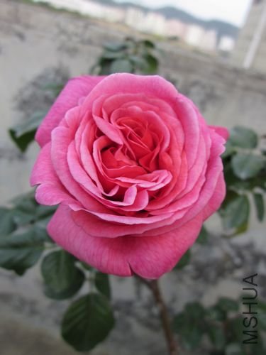 ��Ƭ1 1216.jpg