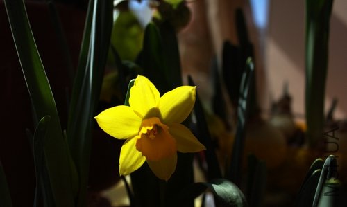IMG_0908.jpg