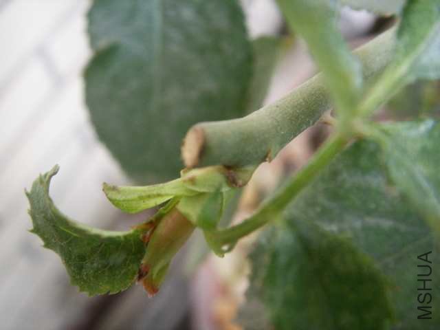 SSL14248.JPG