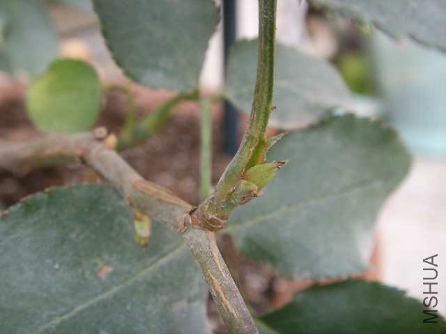SSL14246.JPG