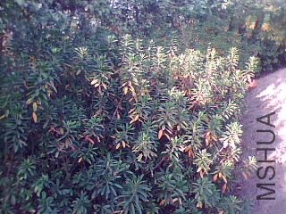 ���ֻ����˼���