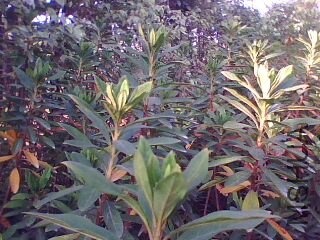 IMG0048A.jpg