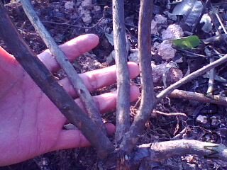 IMG0050A.jpg