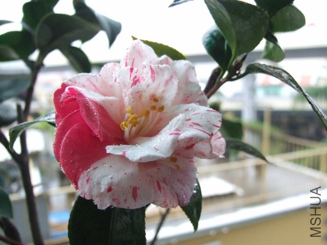 2011-02-12 888 011 (640x480).jpg