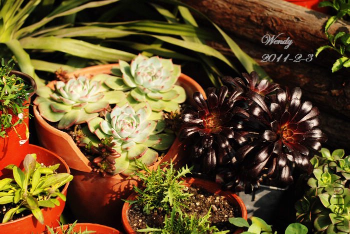 �ڷ�ʦ�ͼ�����