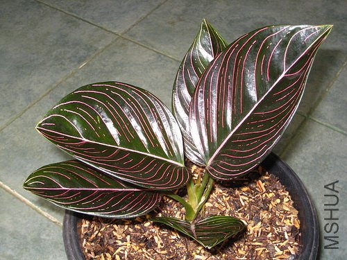 aglaonema01.jpg