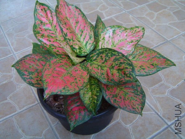 aglaonema03.jpg