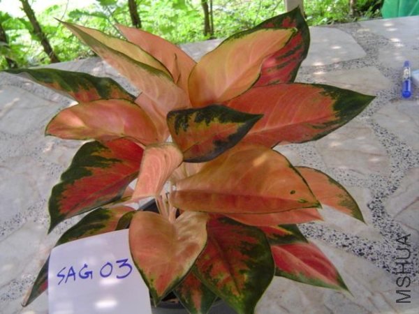 aglaonema02.jpg