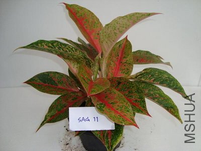 aglaonema05.jpg