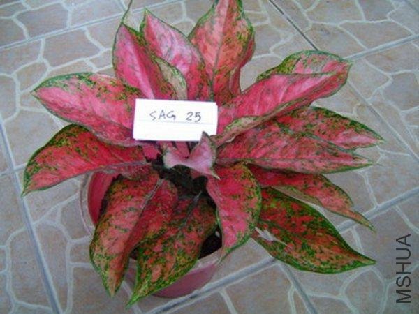 aglaonema10.jpg